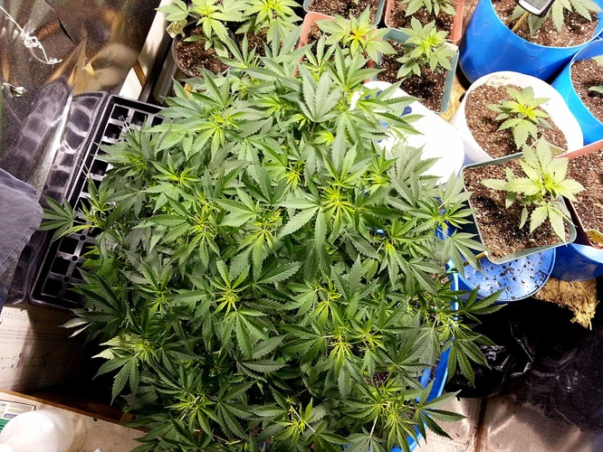 How To Fim Your Cannabis Plants