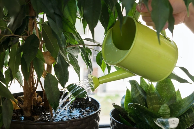 How To Fix Overwatering And Underwatering