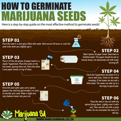 How To Germinate Cannabis Seeds Using The Water Glass Method
