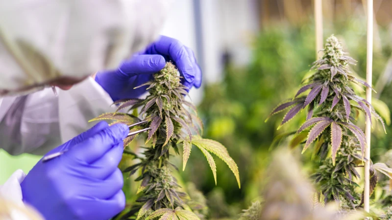 How To Grow Disease-Resistant Cannabis