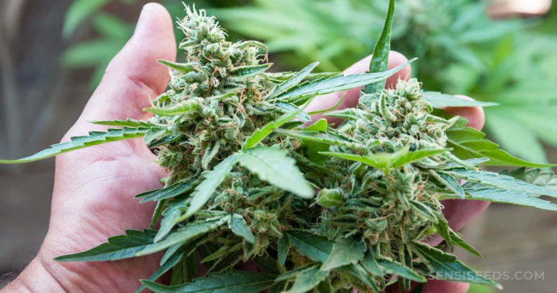 How To Handle Freshly Harvested Buds