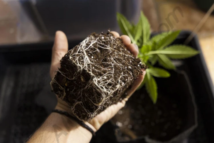 How To Improve Soil Structure For Growing Cannabis