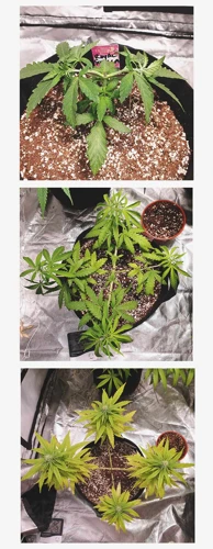 How To Mainline Your Cannabis Plants