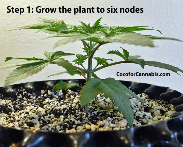 How To Mainline Your Cannabis Plants