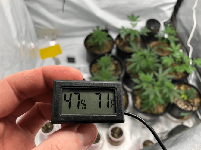 How To Monitor And Adjust Humidity Levels In Cannabis Growing