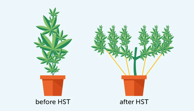 How To Perform High Stress Training On Cannabis Plants