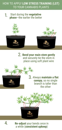 How To Perform Lst On Cannabis Plants