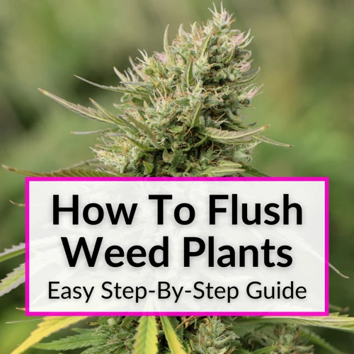 How To Prepare Your Plants For Flushing