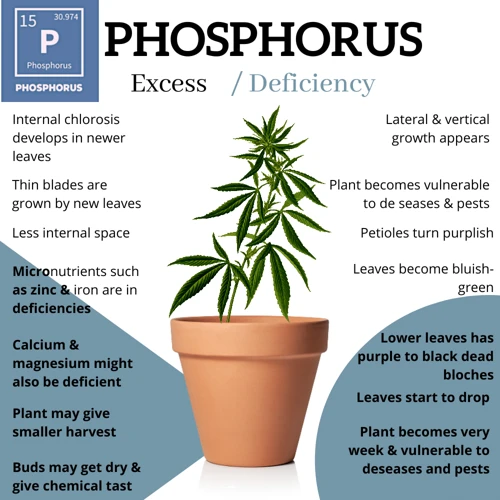 How To Remedy Phosphorus Excess In Cannabis Plants