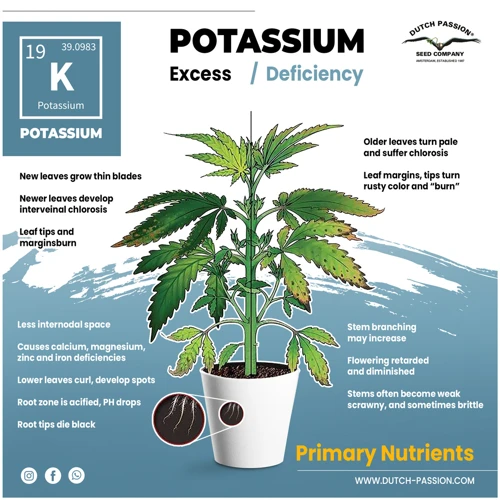 How To Spot Potassium Deficiencies