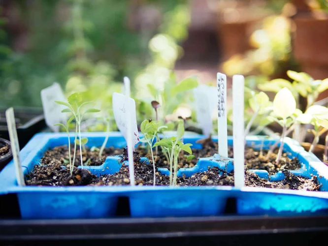 How To Start Hardening Off Your Seedlings