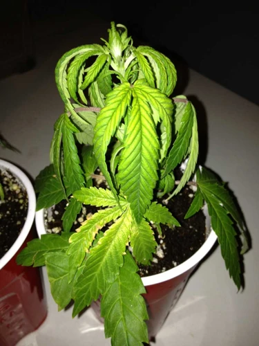 How To Tell If Your Cannabis Plants Are Over-Watered Or Under-Watered