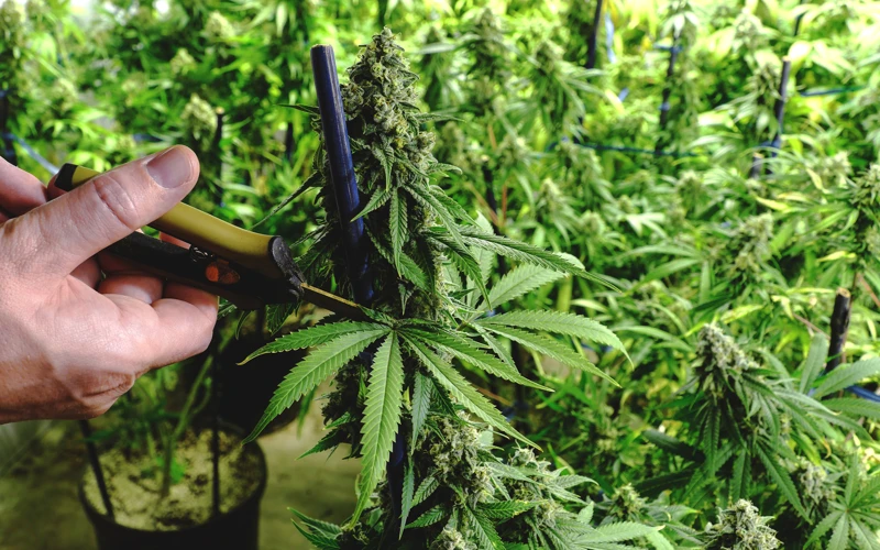 How To Top Your Marijuana Plant