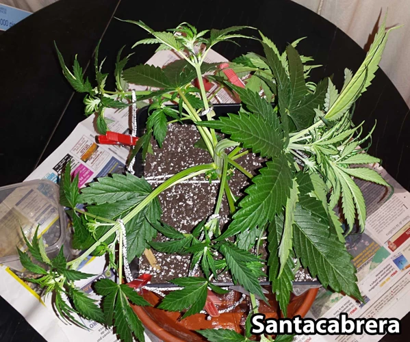 How To Train Autoflowering Cannabis Plants With Lst