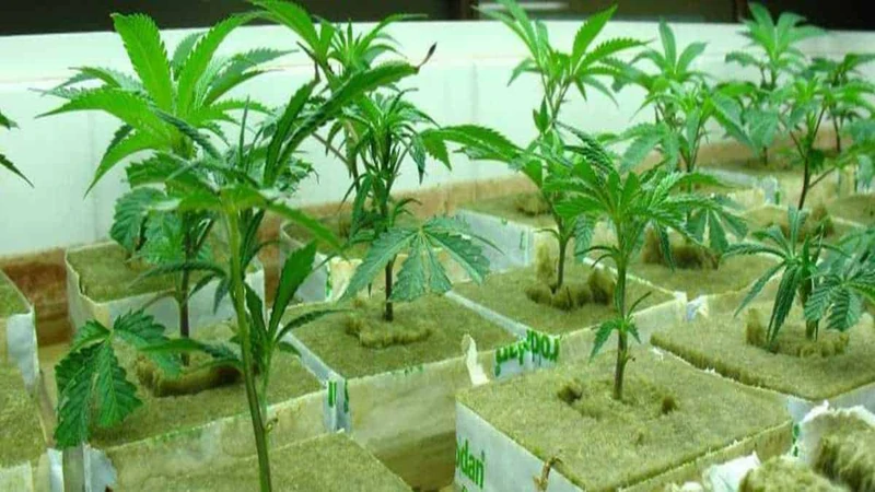 How To Transplant Cannabis Plants In Rockwool Cubes