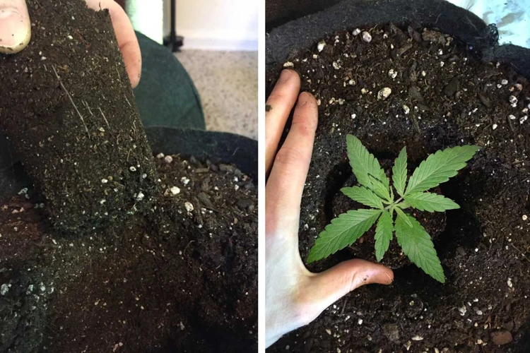How To Transplant Cannabis Seedlings