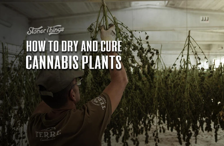 How To Trim For Potency