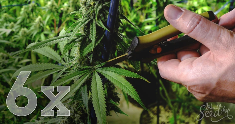 How To Trim Your Cannabis Plants