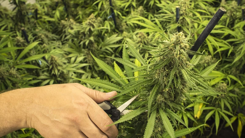 How To Trim Your Cannabis Plants Correctly