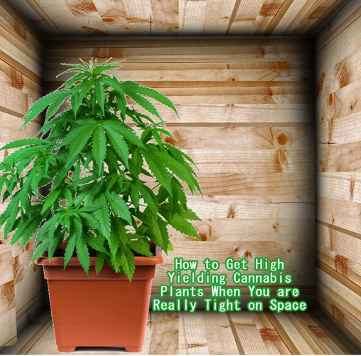 How To Use Hst For Indoor Cannabis Growing