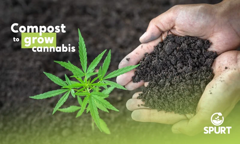 How To Use Organic Compost For Growing Cannabis Plants?