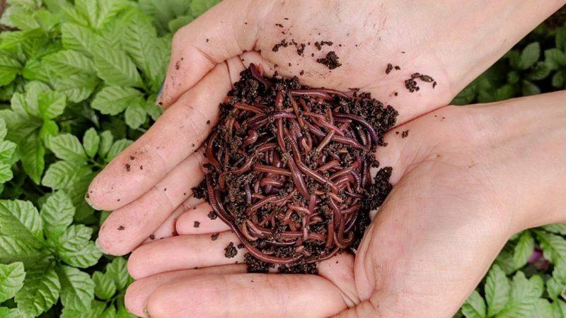 How To Use Vermicompost In Your Cannabis Garden