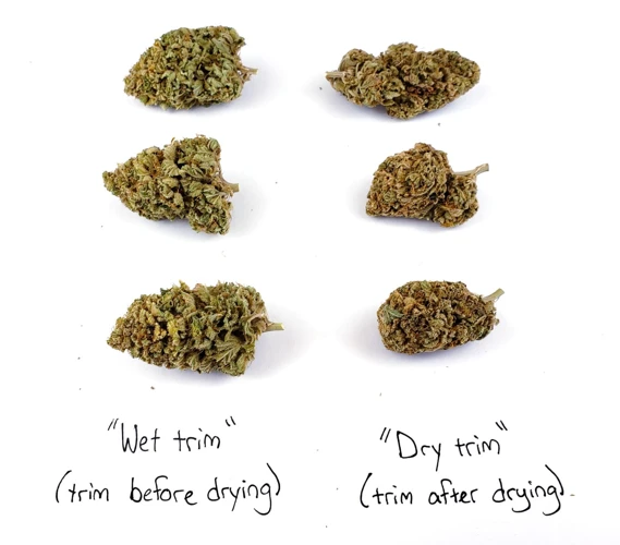 How To Wet Trim Your Cannabis Buds