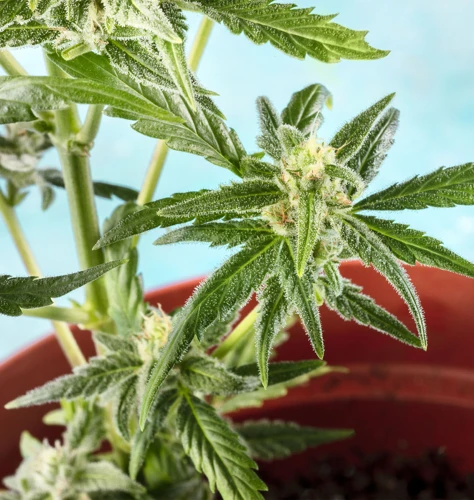 Identifying Cannabis Plant Diseases