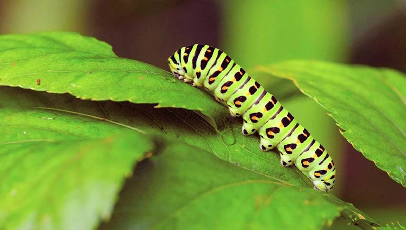 Identifying Caterpillar Infestations