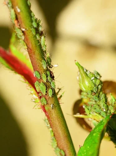 Identifying Common Cannabis Pests