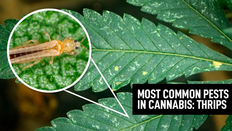 Identifying Common Cannabis Pests
