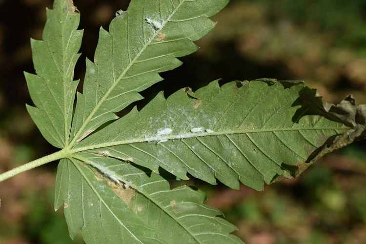 Identifying Common Cannabis Pests And Diseases