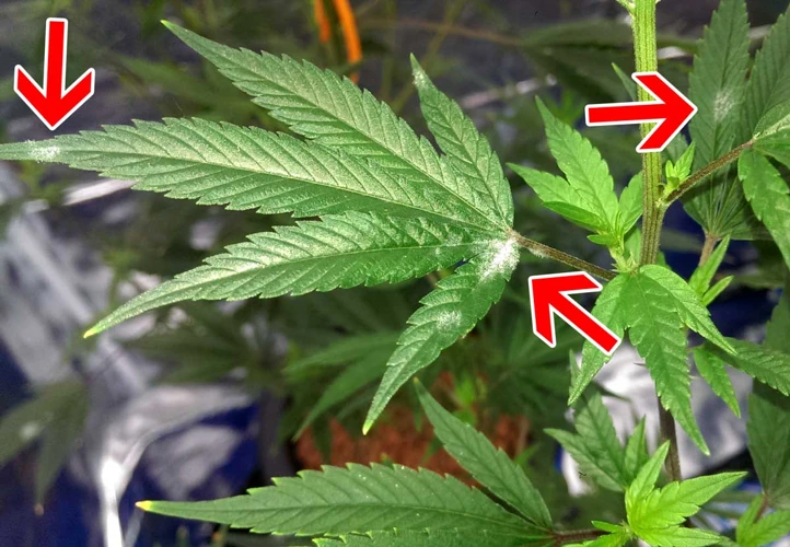 Identifying Mold And Mildew On Cannabis Plants
