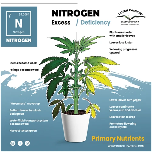 Identifying Nitrogen Deficiency: