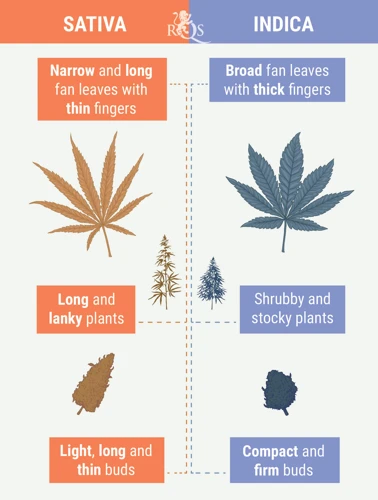 Indica Cannabis