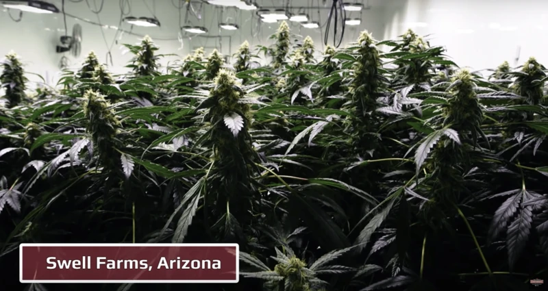 Led Vs Hps Grow Lights For Cannabis Cultivation