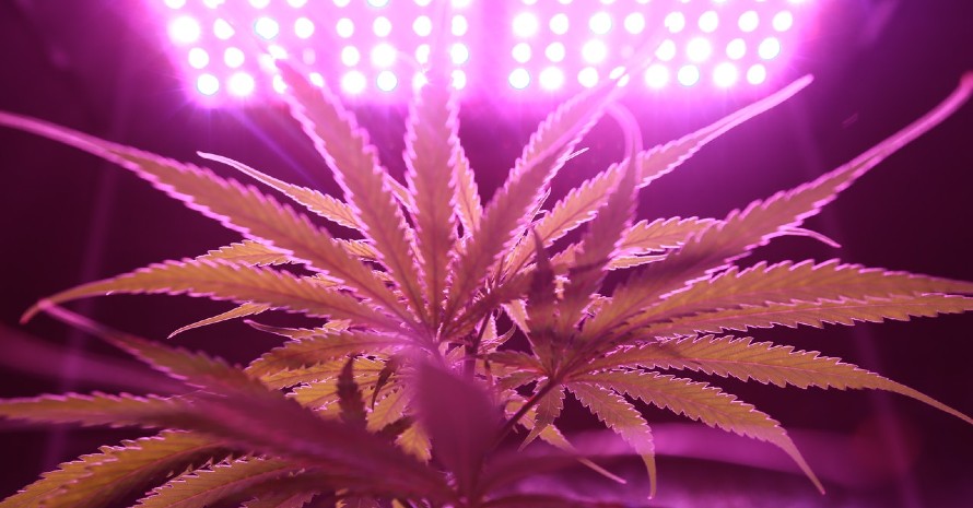 grow light over marijuana plant