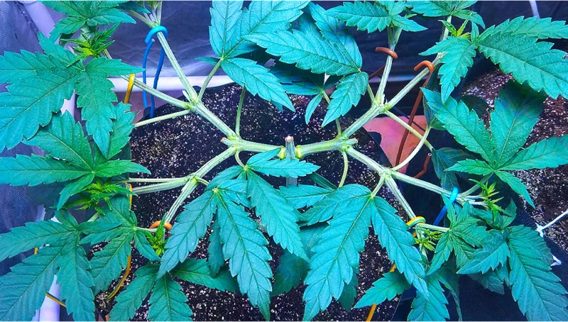 Mainlining Techniques To Boost Cannabis Yields