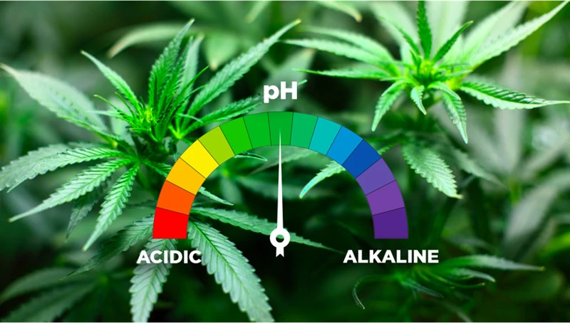 Maintaining Ph Levels Throughout The Growing Cycle