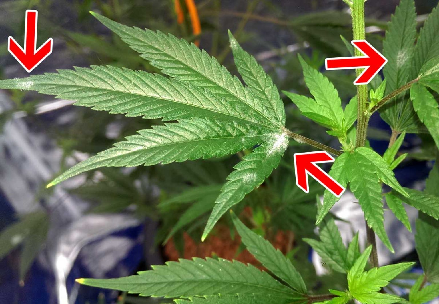 everything-about-the-mildew-in-growing-cannabis-420-grow-radar