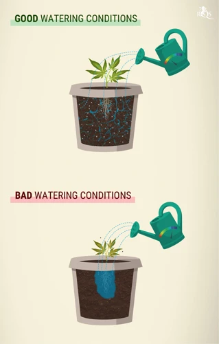 Methods For Watering Outdoor Cannabis Plants