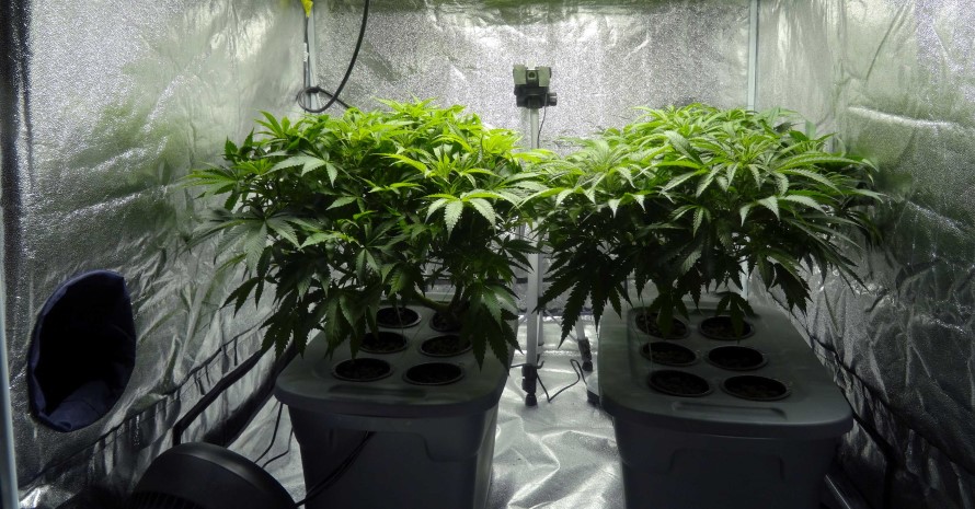 growing cannabis