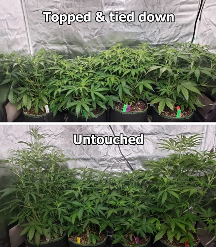 Myth: Auto-Flowering Plants Can'T Be Trained