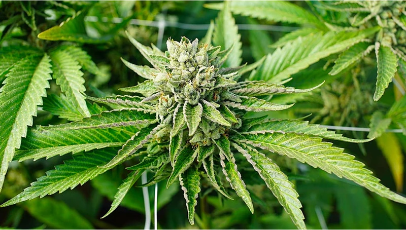 Myth: Auto-Flowering Plants Have Low Thc Potency