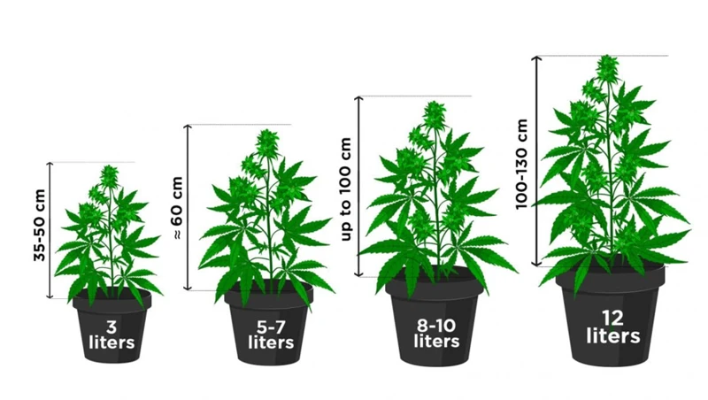 Myth: You Can'T Clone Auto-Flowering Plants