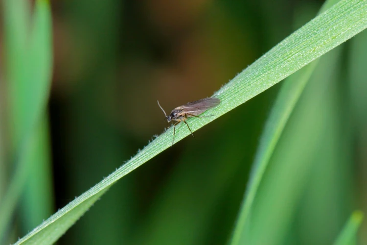 Natural Remedies For Fungus Gnats
