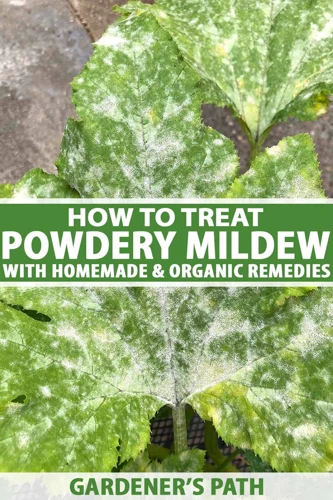 Natural Treatments For Mold And Mildew On Cannabis Plants