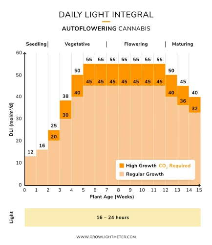 Optimizing Light Intensity And Duration For Bud Growth