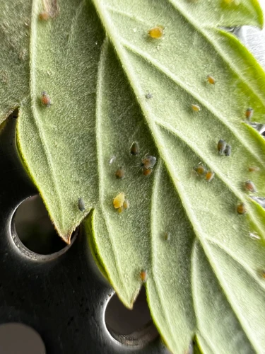 Organic Methods To Control Aphids On Cannabis