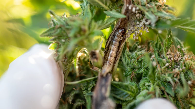 Organic Solutions For Cannabis Pest Control 